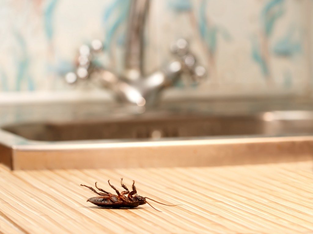 Cockroach on the kitchen countertop