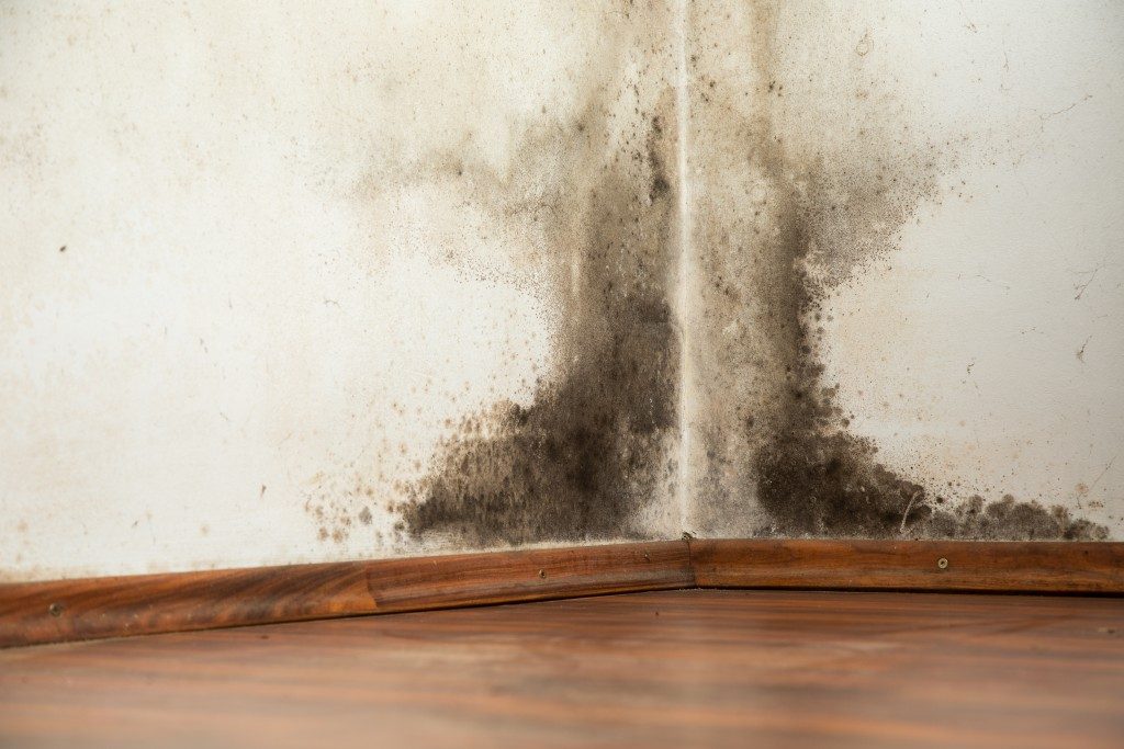 Mold buildup on the wall